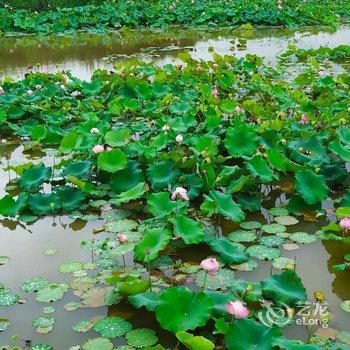 大邑孺子牛悦活天地度假中心酒店提供图片