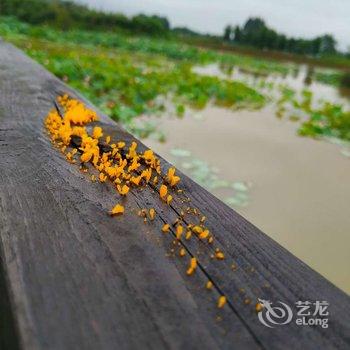 大邑孺子牛悦活天地度假中心酒店提供图片