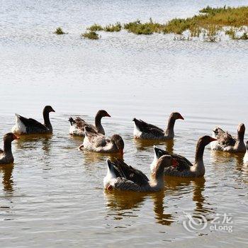 额济纳旗沙日淖尔水库牧家游民宿酒店提供图片