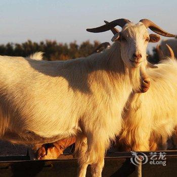 额济纳旗沙日淖尔水库牧家游民宿酒店提供图片