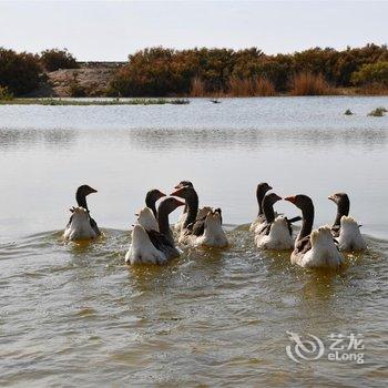 额济纳旗沙日淖尔水库牧家游民宿酒店提供图片