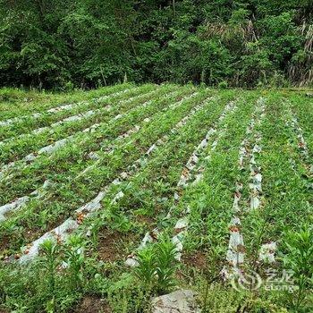 花筑·建德罗隐山居民宿酒店提供图片