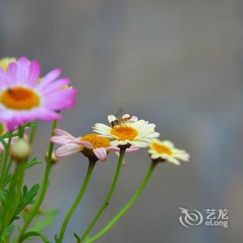 青岛依山原舍民宿酒店提供图片