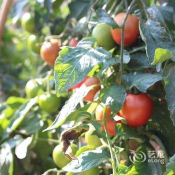 广州玉溪古荔园精品民宿酒店提供图片