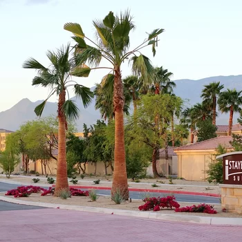 大教堂市駐橋套房酒店-棕櫚泉