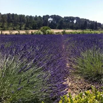 Château Gigognan - Chambres d'hotes