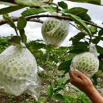 花綠蒂庭園民宿