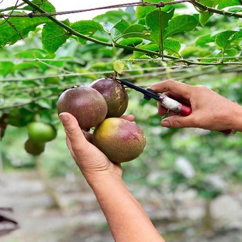 花綠蒂庭園民宿
