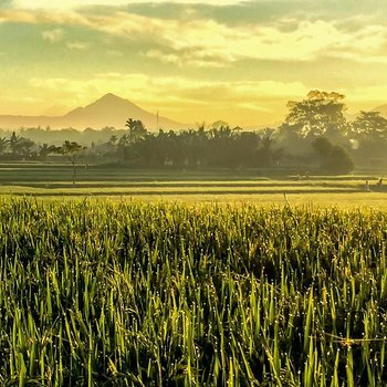 烏布戴維廣場酒店