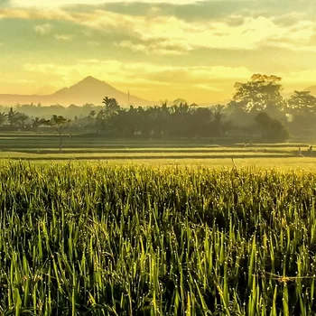 烏布戴維廣場酒店