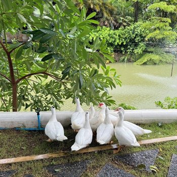 帶私人湖泊的大型泳池別墅