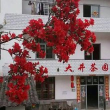井冈山大井茶园农家
