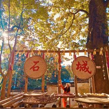 婺源石城枫林农家