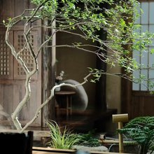 武夷山蟠珠·Tea Hotel 茶宿