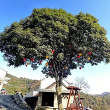 梦圆小住民宿