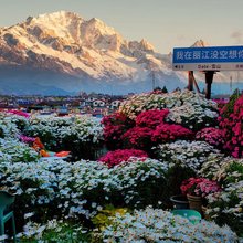 Date·屋顶雪山观景花海咖啡·民宿(古城花马街店)