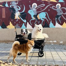 玖月·格琳|Pet Joy携宠度假民宿
