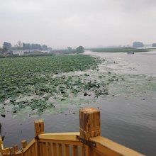 白洋淀观荷台27号农家院