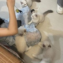 再来一晚猫猫客栈(平潭动车站店)