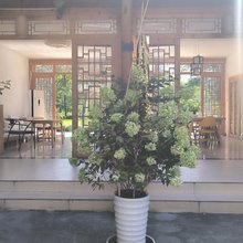 江口梵廷苑民宿