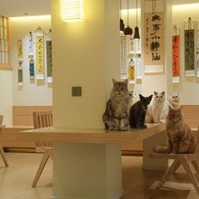 猫·十二有猫民宿(平江路观前街店)