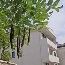 摘星小院