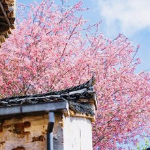 钰荷伊宿·山居·花海·智能设计美宿(婺源篁岭景区店)