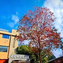 大榕树度假山庄(梧州市白云山龙母庙店)