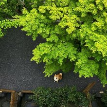 堰遇青城梦庭园度假民宿(青城山镇店)
