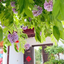 苏州青山隐民宿(太湖西山店)