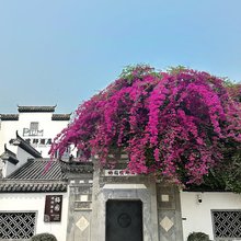 崇左梅园璞邸酒店(太平古城店)