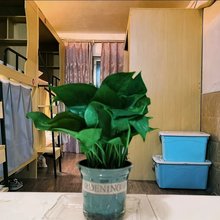 小耳朵青年旅舍(坂田地铁站店)