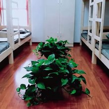 临沂糖果青年公寓