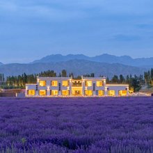 霍城花屿星辰·Lavender|紫浪·星伴花宿(解忧公主薰衣草农场店)
