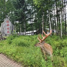 丰林兴安鹿苑(五营国家森林公园店)