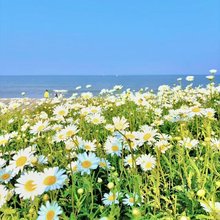 日照塘湾雅苑民宿