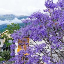 大理阿赖耶度假别墅(那山那海店)