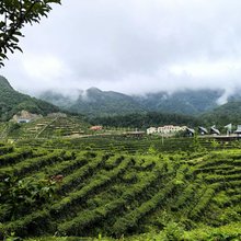 紫云居隐世度假茶园民宿(保康九路寨店)
