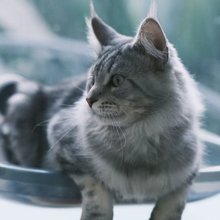 酒窝小院|10只猫·吸猫好眠|治愈撸猫美宿(大理古城洱海门店)