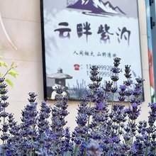 霍城云畔紫汐民宿
