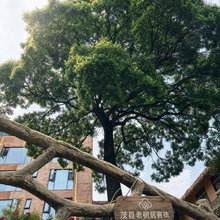 茂县老树居客栈