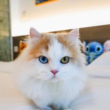 千岛喵屿 Cat House·撸猫海景度假民宿(大连东港威尼斯水城店)