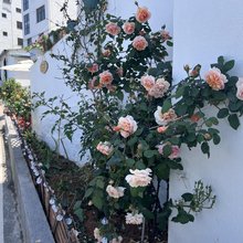 橘海夕·林家小院