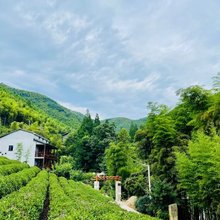 莫干山思颜茶园美宿
