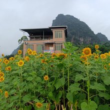 英德向日葵民宿