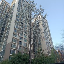 清雅轩民宿(天门山索道店)