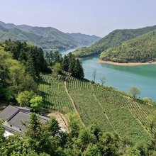 黄山因缘小聚茶园里民宿