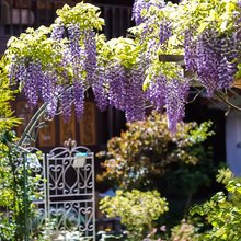 皛皛花园民宿(丽江古城店)