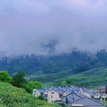 西湖茶竹梅民宿