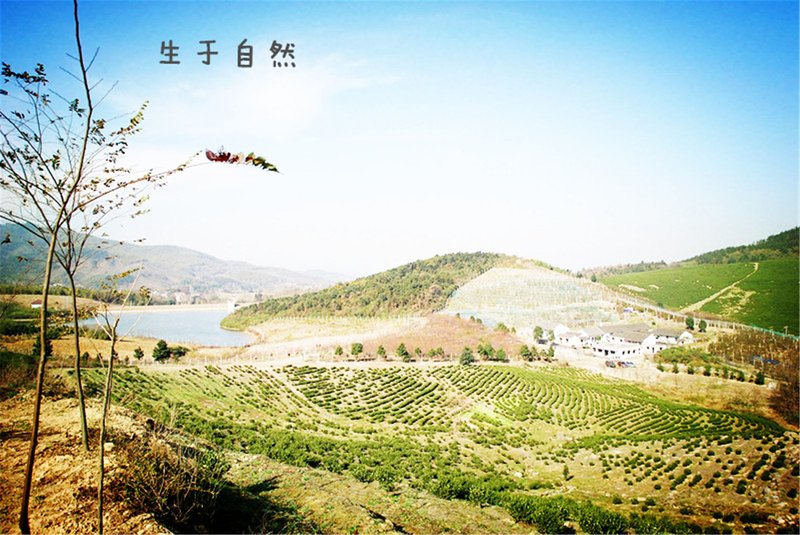 Nanshan Cherry Blossom Inn Other